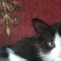 Светлана Дроздова, 11.12.1979, Баку