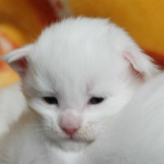 Юлия Чубенко, 15.09.1974, Киев