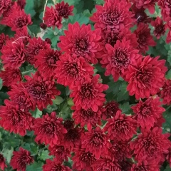 Татьяна Антипова, 12.07, Армавир