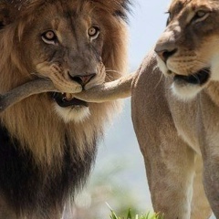 Кирилл Шуенинов, Санкт-Петербург