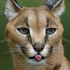 Сергей Максимов, Иерусалим