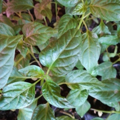 Петя Еремеев, Чебоксары