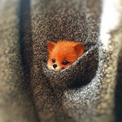 Оксана Клякина, Псков