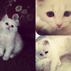 Makka Muradova, 21.04.1998, Грозный