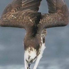 Досумбек Эсенгулов, Бишкек