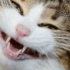 Сергей Странник, Донецк