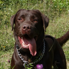 Максим Липачев, Казань