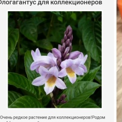 Ирина-Маньшина Комнатные-Цветы, 06.10, Калачинск