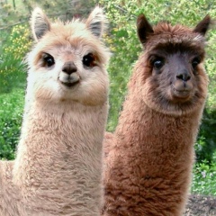 Даша Кроликовна, 27.02, Новосибирск