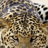 Nurik Ismatullaev, 01.02.1988, Туркестан