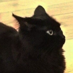 Сюэ Ян, 06.11
