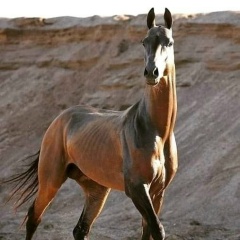 Толик Жолдыбаев, 07.03.2007, Актау