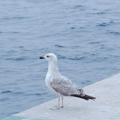 Рамзия Хабибти