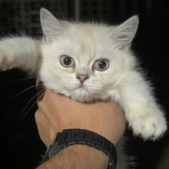 Gustavo Galliani, 20.09.1944, Москва