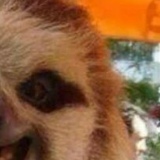 Инеса Шекель, 30.11