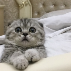 Мизан Дадаева, 13.03, Грозный