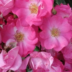 Анастасия Авдеева, 06.06, Алматы