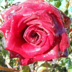 Валентина Острянская, 17.08.1954, Херсон