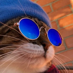 Вован Кот, 24.07, Ульяновск