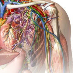 Хиджама-И Обрезание-По-Сунне, 12.05.1985, Москва