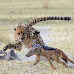 Аскар Рахман, 26.05.1988, Шымкент