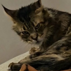 Антон Лебедев, Комсомольск-на-Амуре