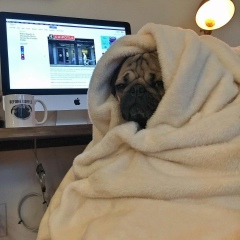 Дмитрий Шестов, Одесса