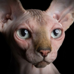 Zamanbek Shakhmanov, 31.05, Кокшетау