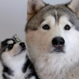 Beksujtan Ashirbek, Тараз