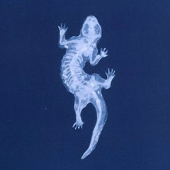 Самвел Зулалян, 26.06.1995, Новосибирск