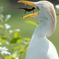 Erlan Alibayev, 13.05.1988, Петропавловск