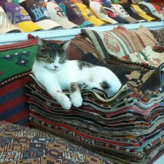 Ай Бекжанова, 07.09.1986, Шенкурск