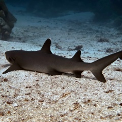 Евгений Жуков, 01.10, Санкт-Петербург