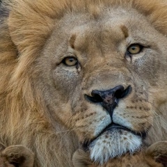 Didar Bekzhanov, Астрахань