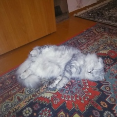 Сергей Сладков, 03.12.1985