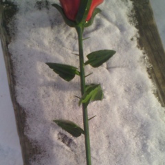 Коля Тюканов-Нарды, 02.07.1980, Шексна (пгт)