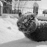 Самвел Мовсесян, 06.03.1996