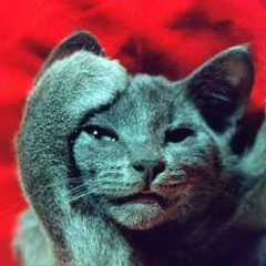 Chibo Keysh, 06.02.1920, Санкт-Петербург