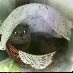 Марина Баринова, 05.12, Светловодск