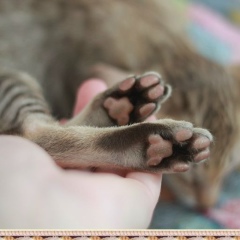 Светлана Горбань, 25.01, Санкт-Петербург