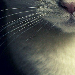 Дарья Лимова, 01.11, Москва