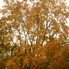 Даша Соловьёва, Калуга