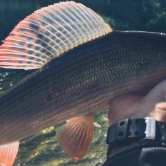 Рубин Долинцев, Москва