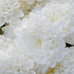 Светлана Новикова, Москва