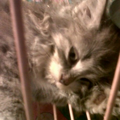 Сироч Шодийона, 30.10, Санкт-Петербург