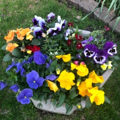 Khristina Leshchinska, 23.08, Buffalo