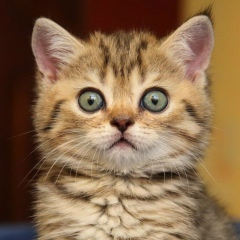 Влади Влади, 05.08.1985, Москва