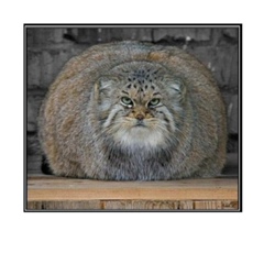 Evgen Buharov, 03.06, Иркутск