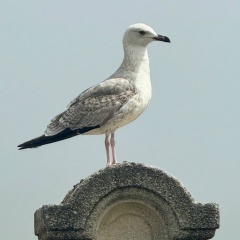 Елена Подобреевская, Москва