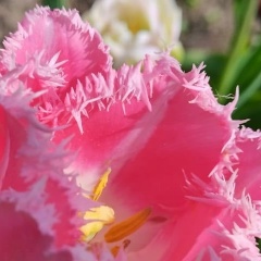 Яна Смирнова, 15.02